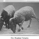 Illustration for article titled The (Un-)Natural History of Man-Made Unicorns